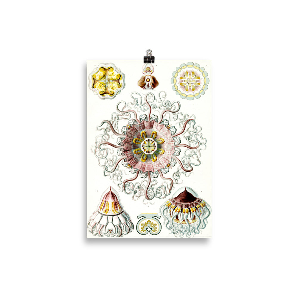 Size 2 - Ernst Haeckel Art Forms Poster – Nature-Inspired Scientific Wall Print