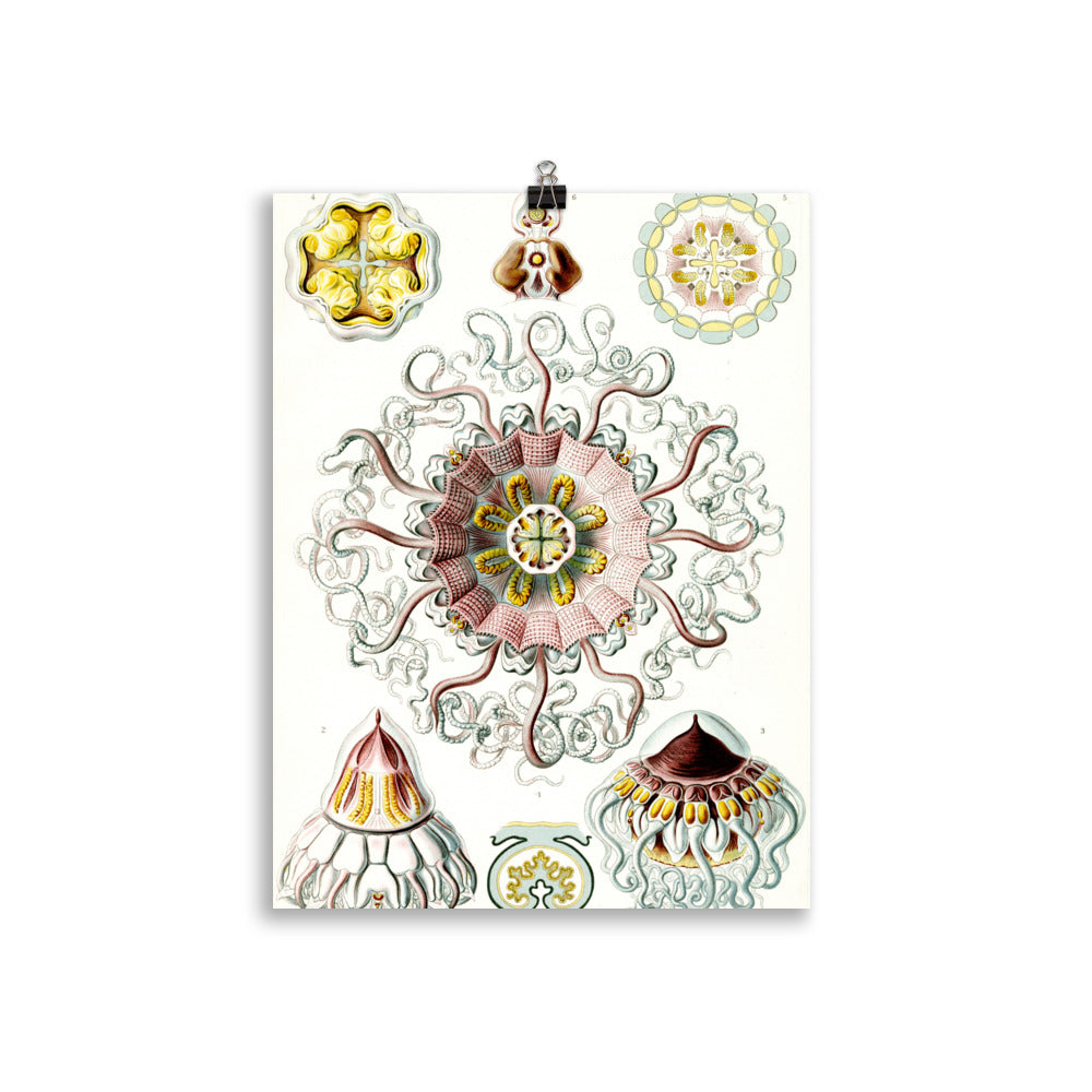 Size 3 - Ernst Haeckel Art Forms Poster – Nature-Inspired Scientific Wall Print