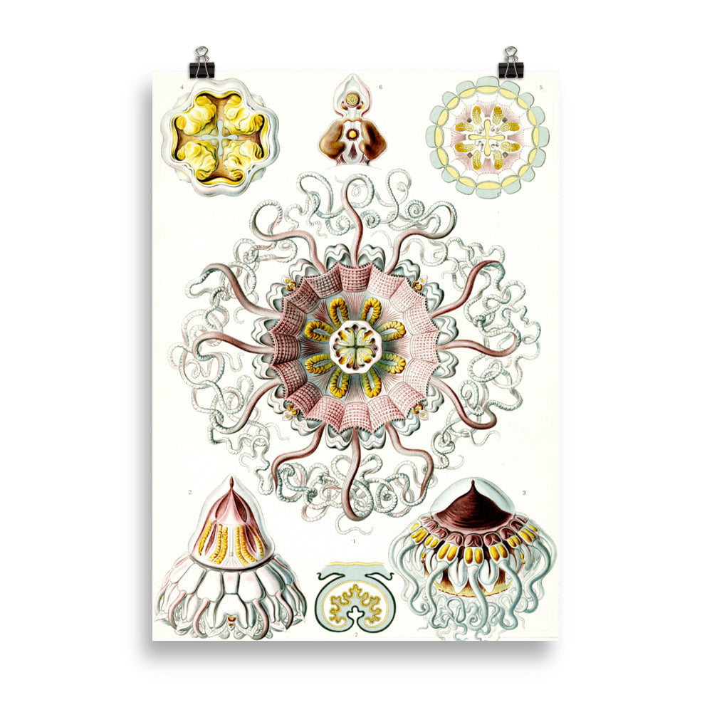 Size 4 - Ernst Haeckel Art Forms Poster – Nature-Inspired Scientific Wall Print