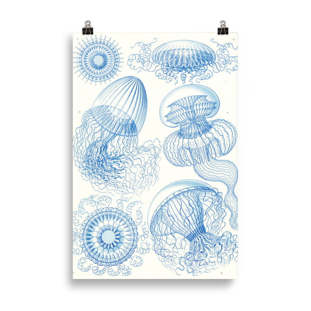 Size 5 - Ernst Haeckel Poster – Art Forms of Nature Scientific Wall Art