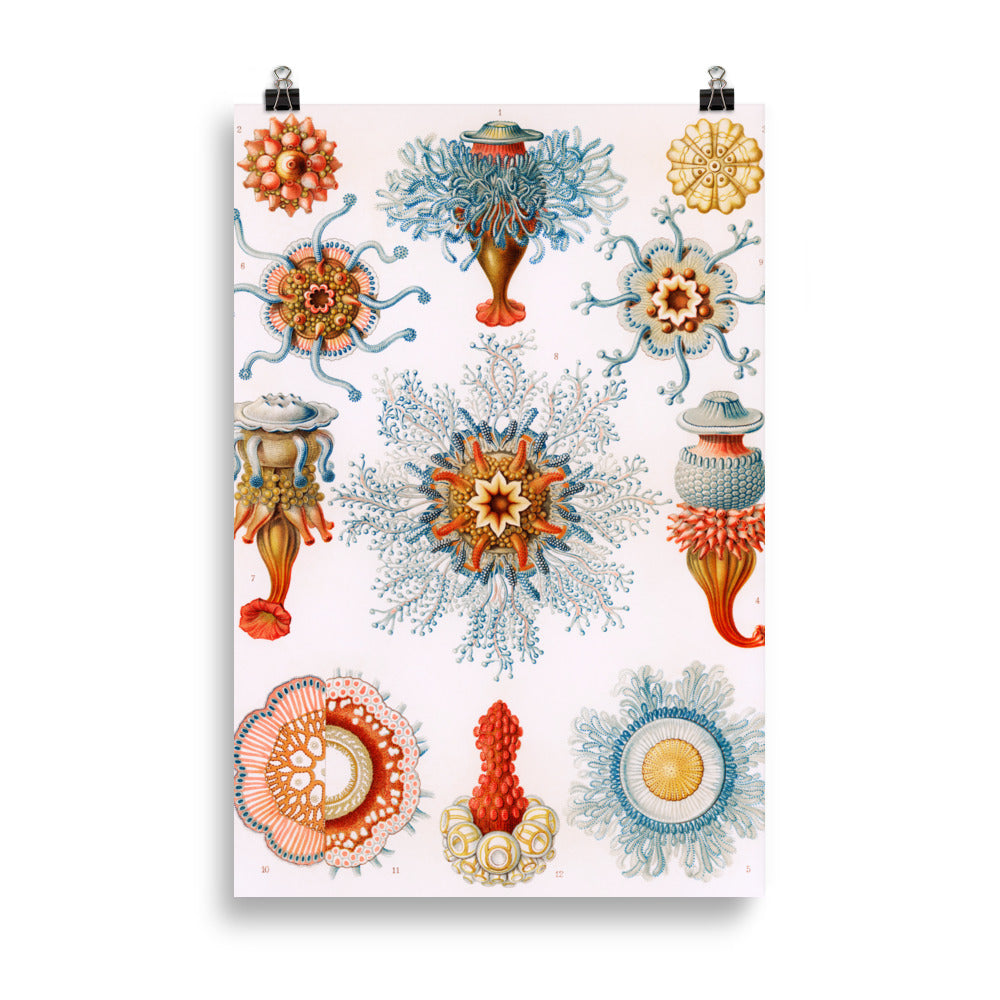 Size 5 - Ernst Haeckel Art Forms Poster – Detailed Nature & Science Wall Art