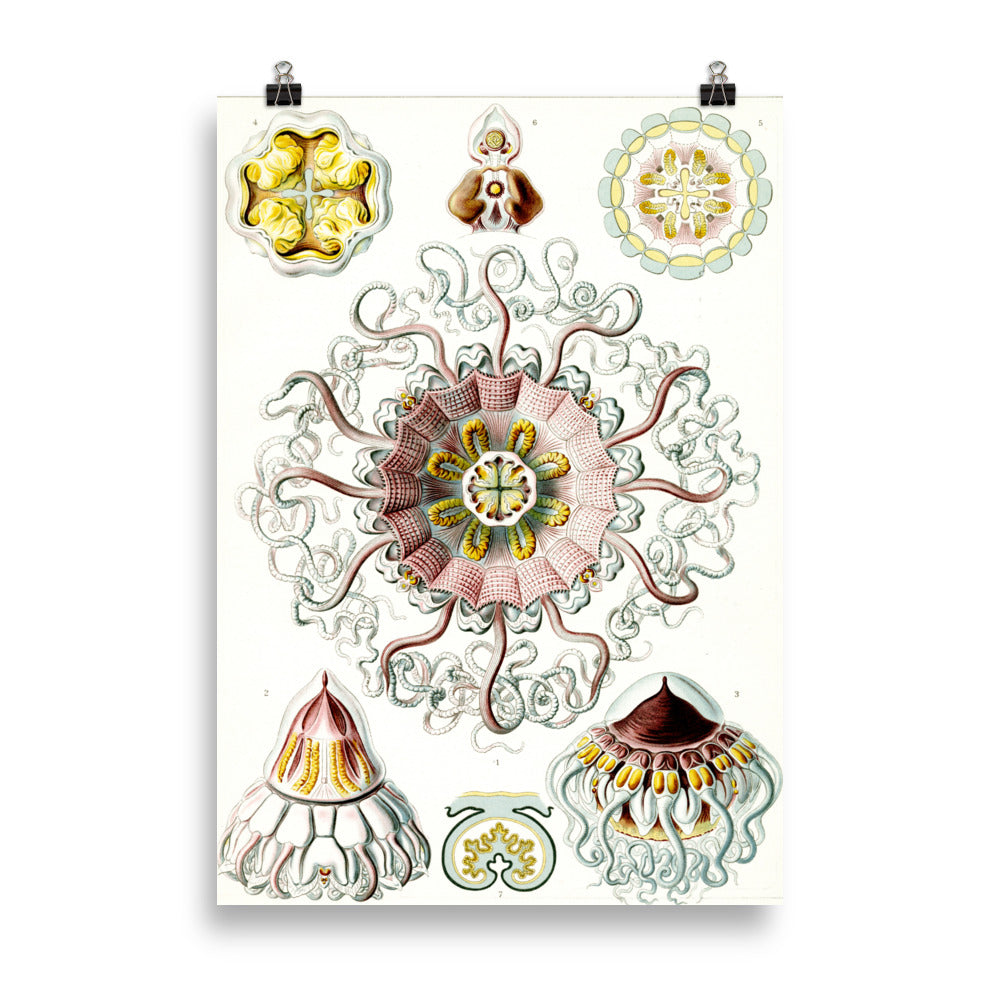 Size 1 - Ernst Haeckel Art Forms Poster – Nature-Inspired Scientific Wall Print