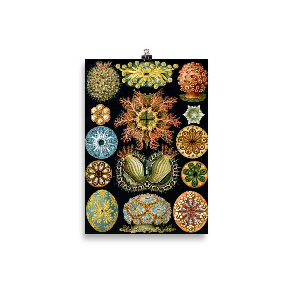 Size 2 - Ernst Haeckel Poster – Art Forms of Nature Scientific Art Print