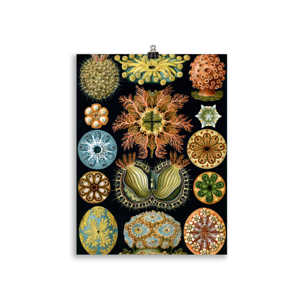 Size 3 - Ernst Haeckel Poster – Art Forms of Nature Scientific Art Print