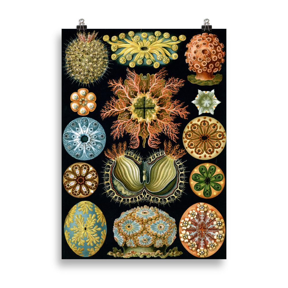 Size 4 - Ernst Haeckel Poster – Art Forms of Nature Scientific Art Print