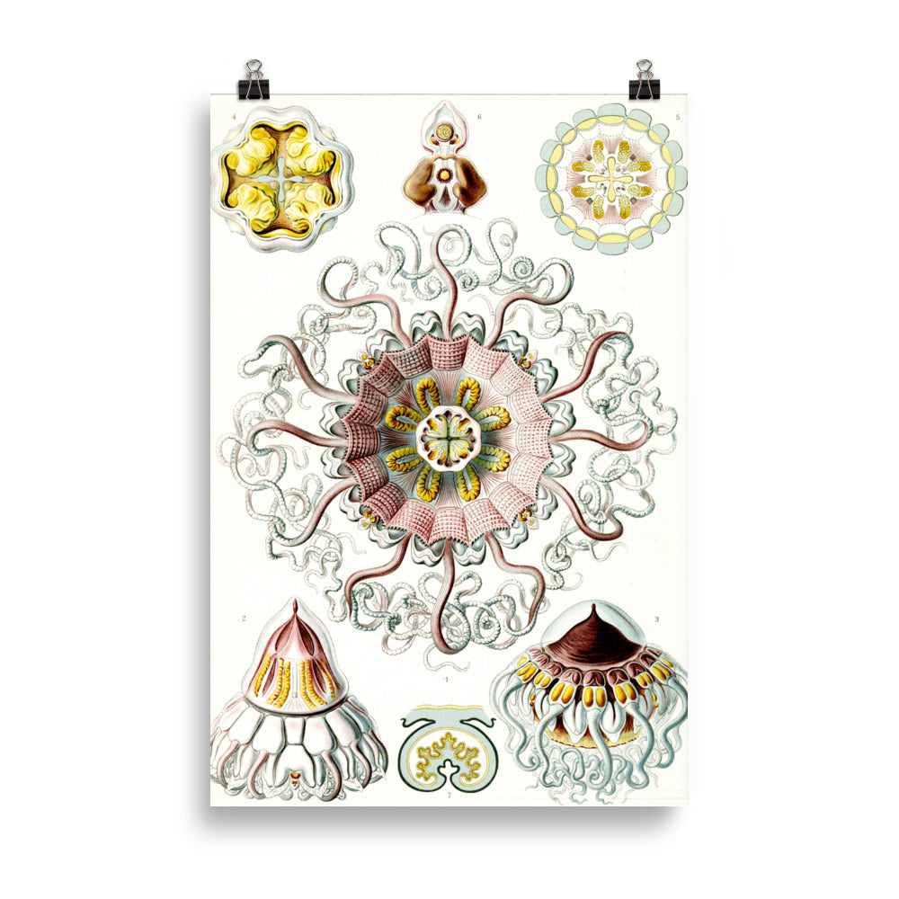 Size 5 - Ernst Haeckel Art Forms Poster – Nature-Inspired Scientific Wall Print