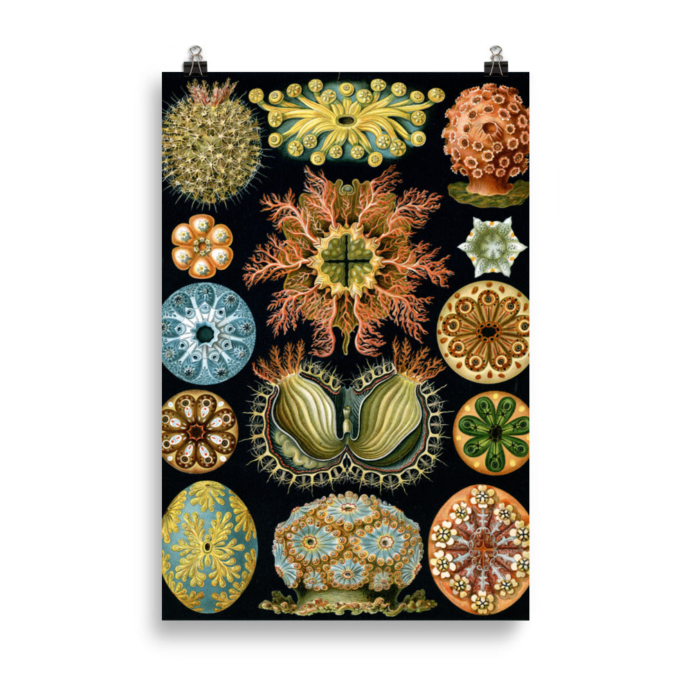 Size 5 - Ernst Haeckel Poster – Art Forms of Nature Scientific Art Print