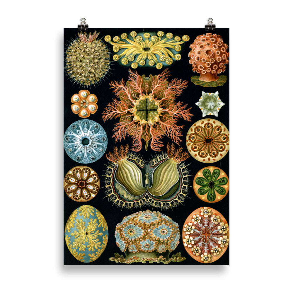 Size 1 - Ernst Haeckel Poster – Art Forms of Nature Scientific Art Print
